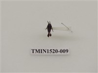 藏品(同翅目(二))的圖片